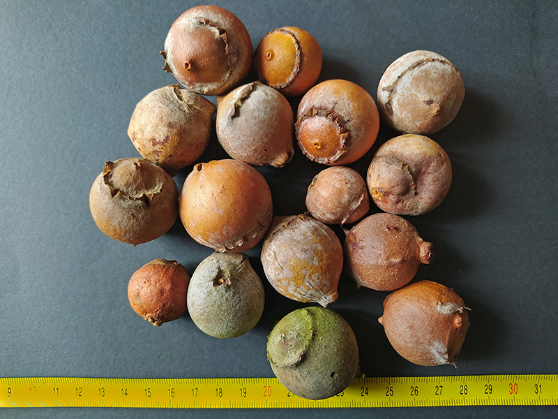 Cynipidae: Andricus quercustozae con parassitoide